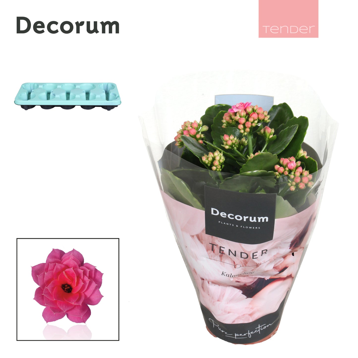 Kalanchoe Serenity Pink 23cm 510cm Pot