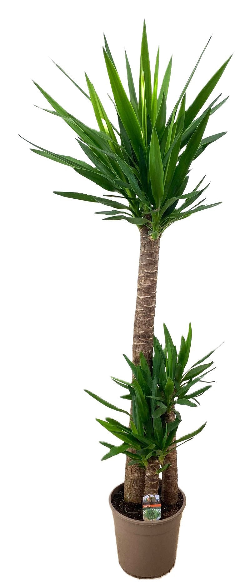 Yucca elephantipes 160cm 27cm Pot