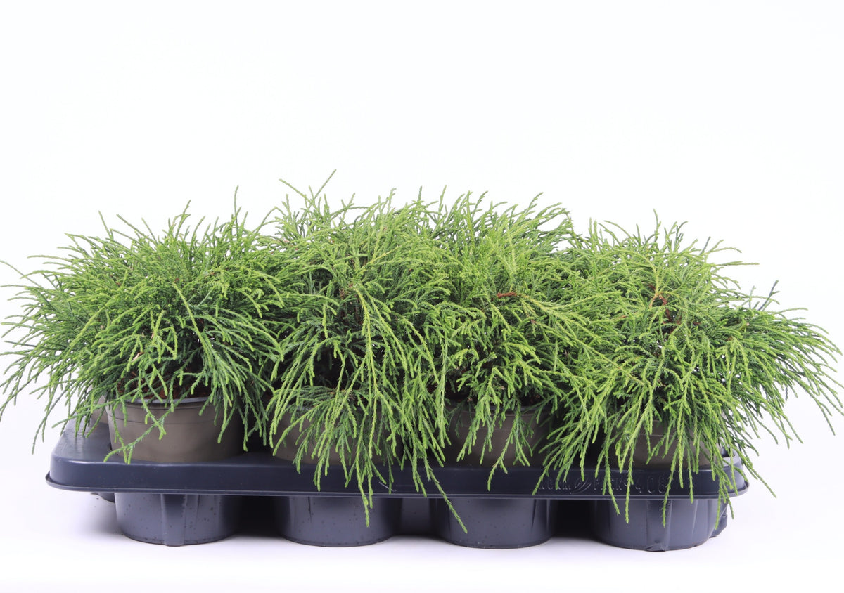 Vredebest, Kwekerij Chamaecyparis Filifera Nana Pack of 8