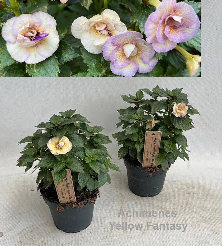 Achimenes blue 25cm 12cm Pot