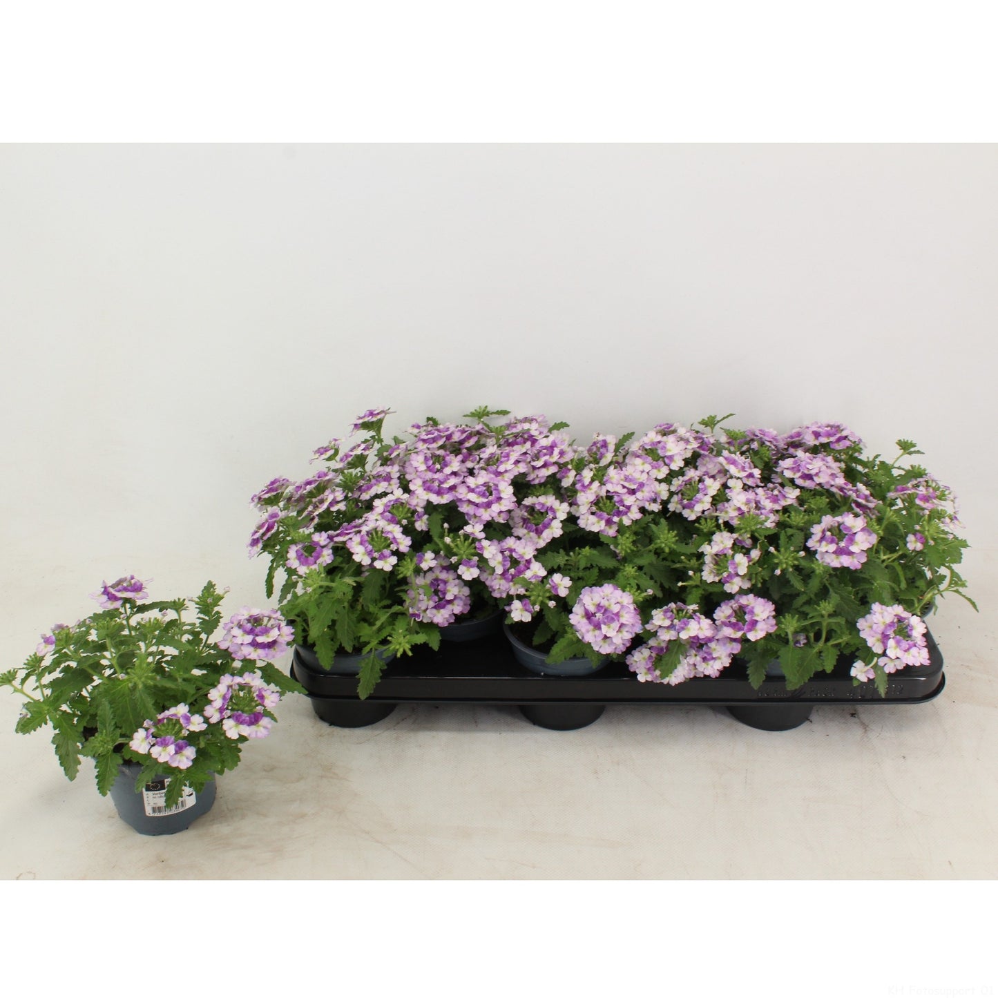 Verbena Lanai Twister Blue 20cm 510cm Pot