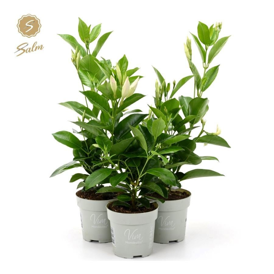 Mandevilla Rio White 38cm 10cm Pot