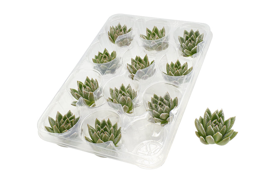 Ami Deco - Cut Echeveria snow 5cm 999cm Pot