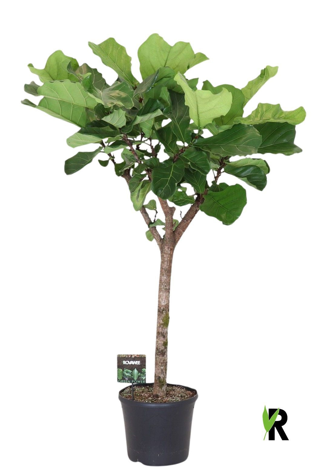Ficus lyrata 200cm 40cm Pot