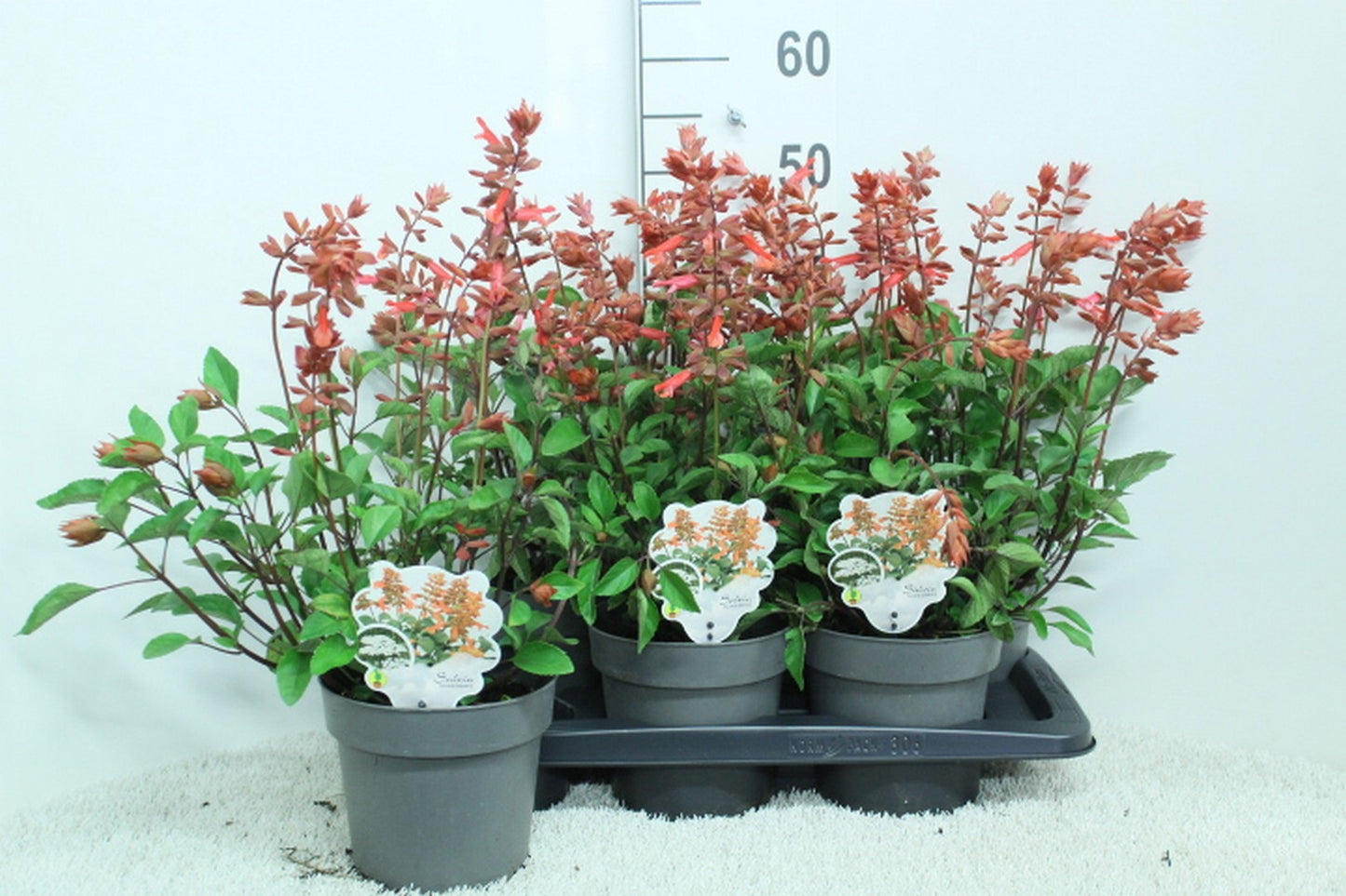 Salvia officinalis 50cm 17cm Pot