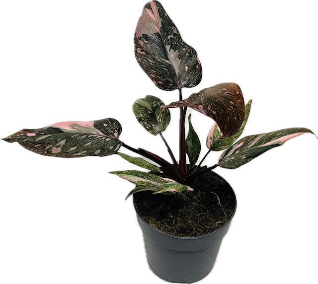 Philodendron Pink Princess 50cm 14cm Pot