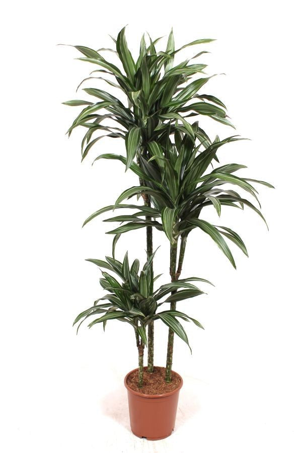 Fachjan BV Dracaena fragrans Ulises 90-60-30 Pack of 1