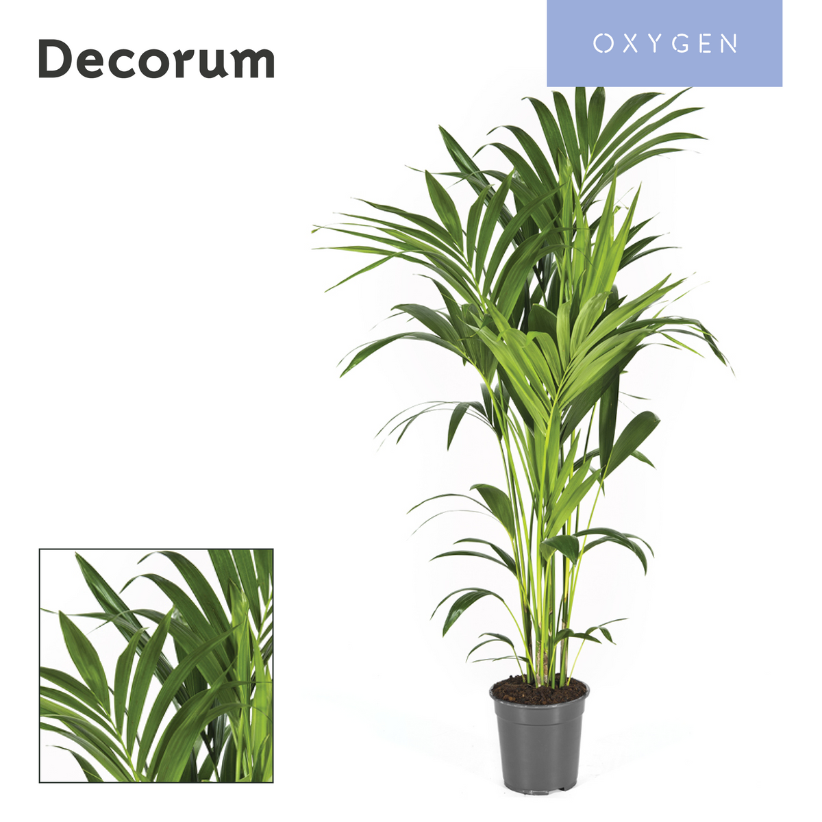 Howea forsteriana 130cm 21cm Pot