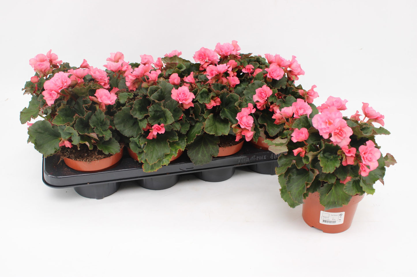 Begonia glory garden pink 25cm 13cm Pot