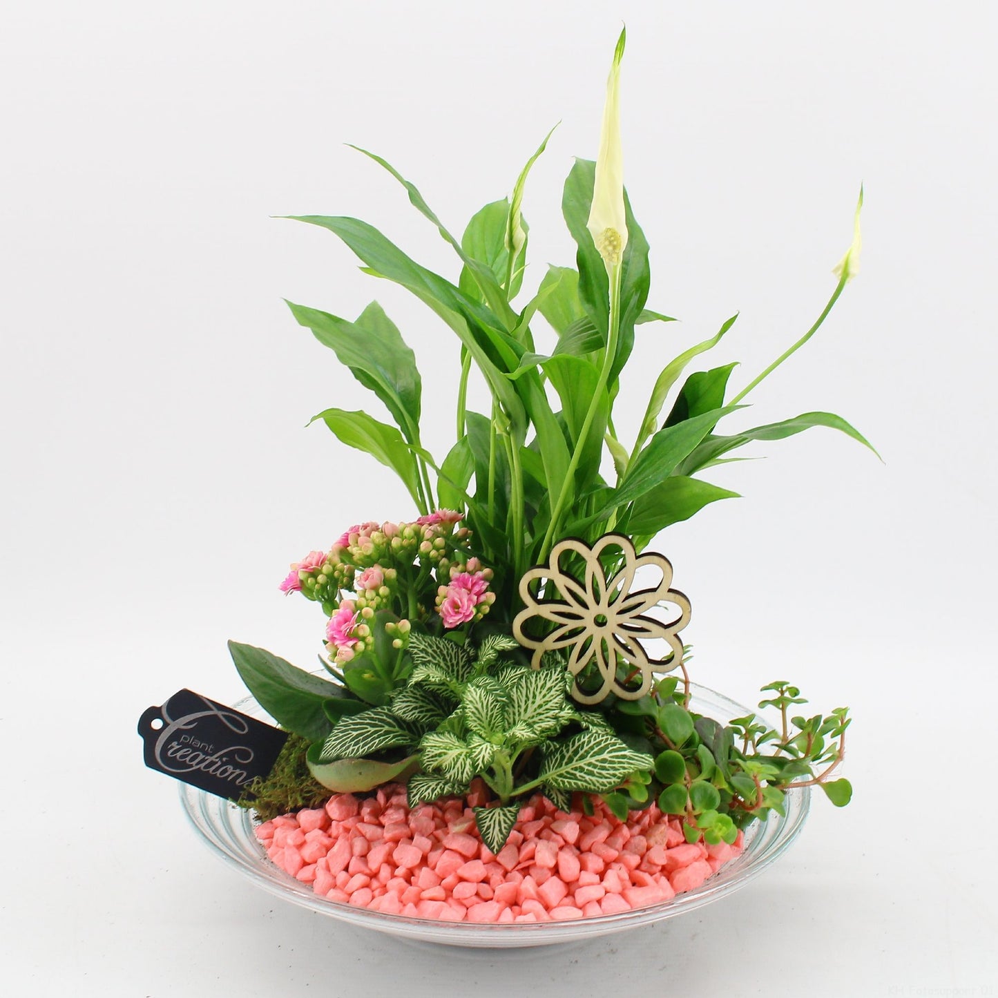 Indoor flowering arrangement 35cm 30cm Pot