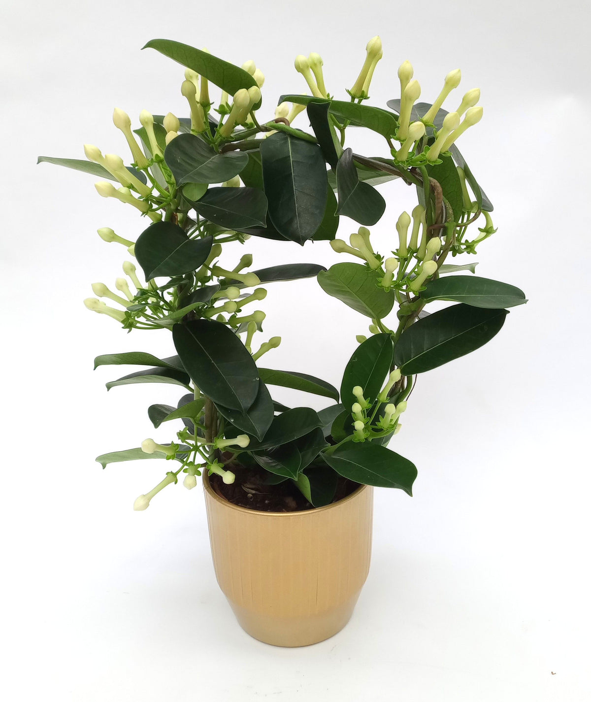 Stephanotis floribunda 45cm 12cm Pot