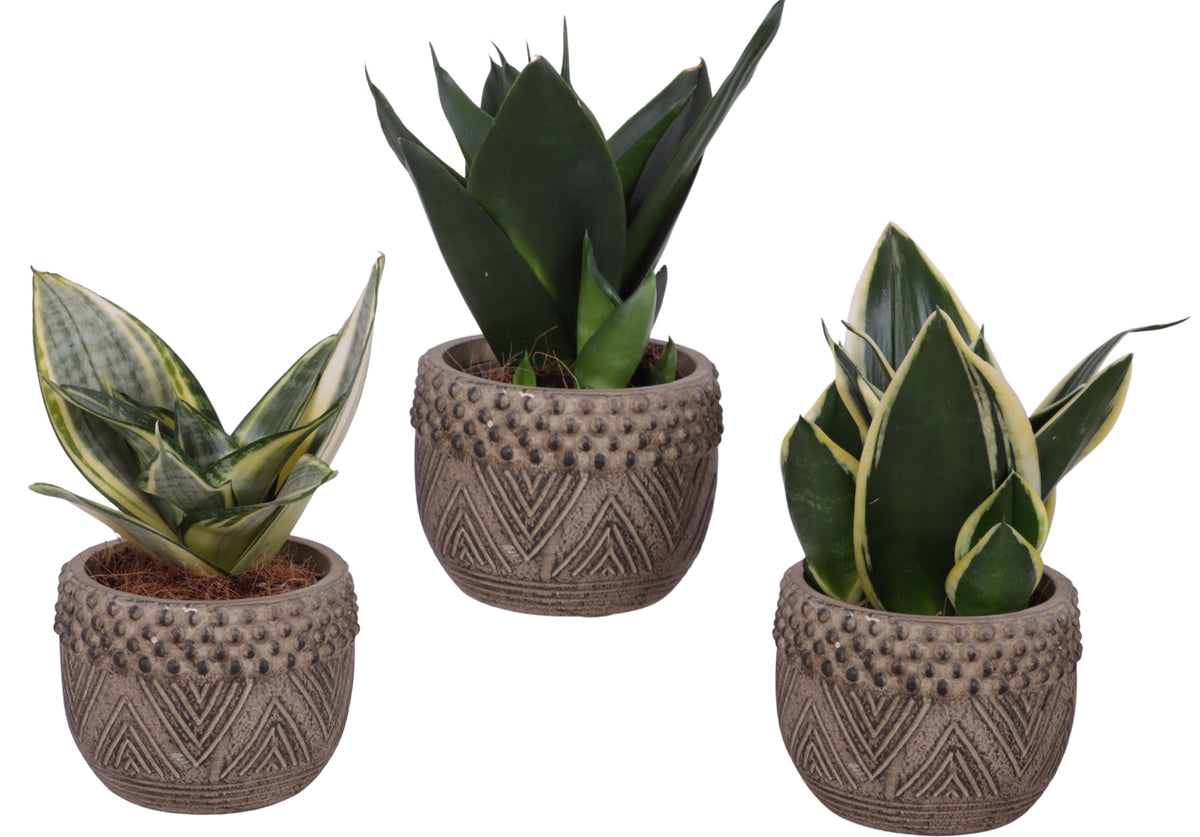 Sansevieria trifasciata 25cm 12cm Pot