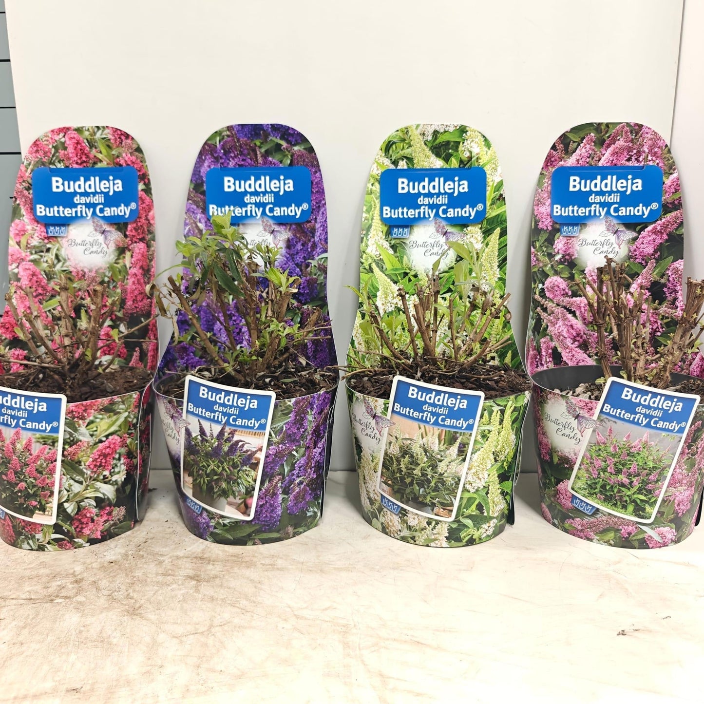 Buddleja Butterfly Candy mix 45cm 19cm Pot
