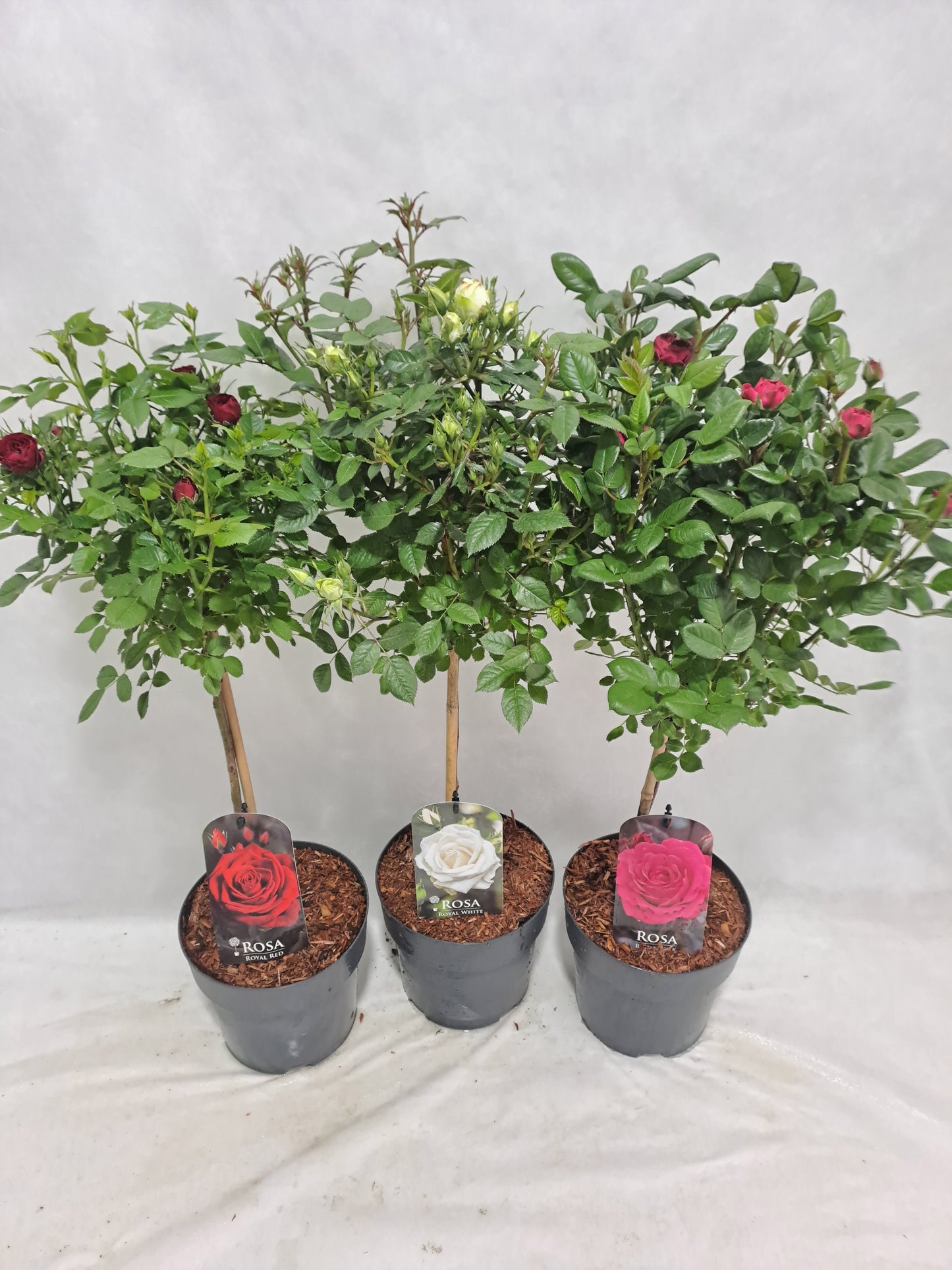 Roses standard mix 70cm 19cm Pot