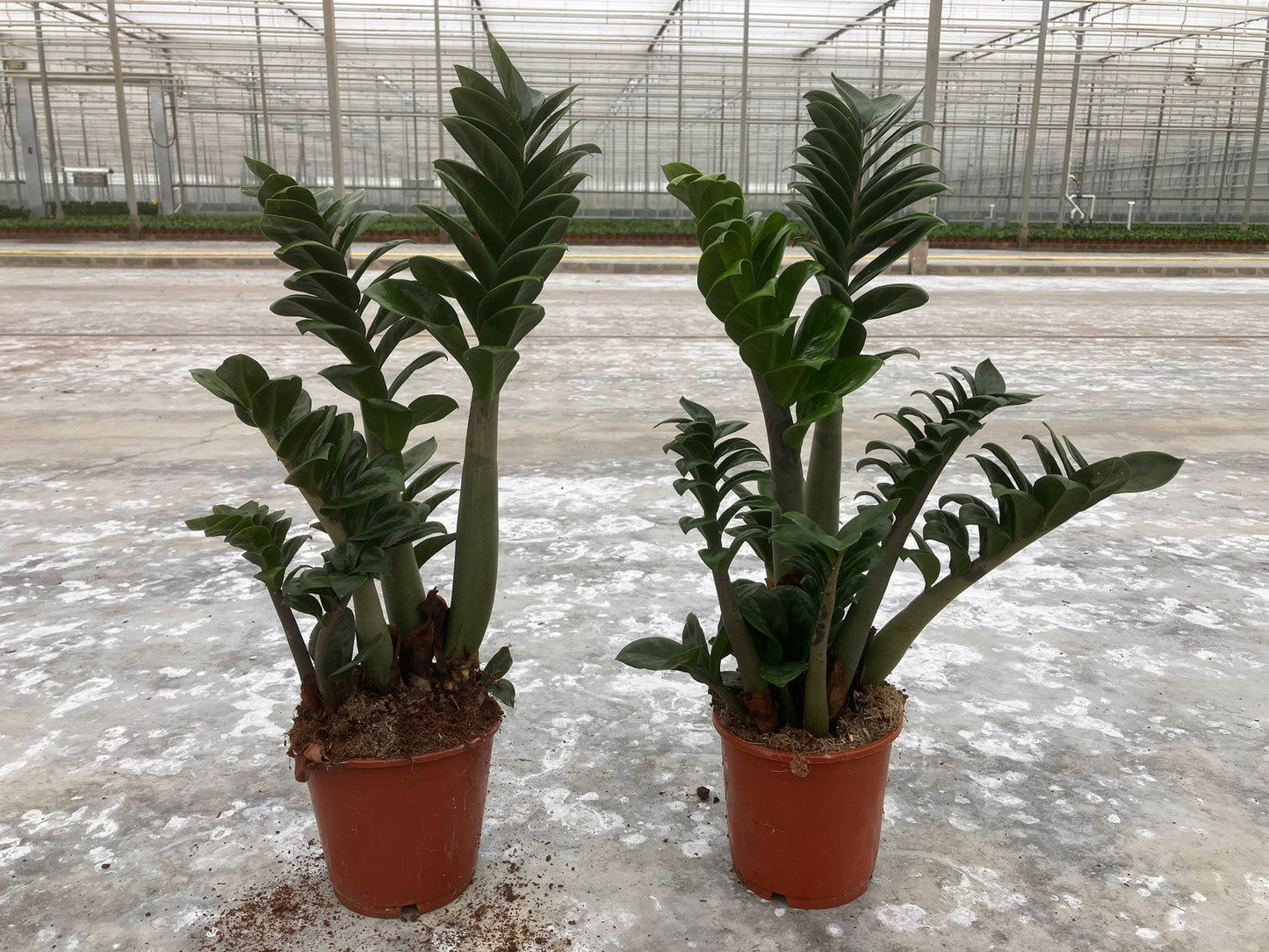 Zamioculcas Zenzi 55cm 14cm Pot