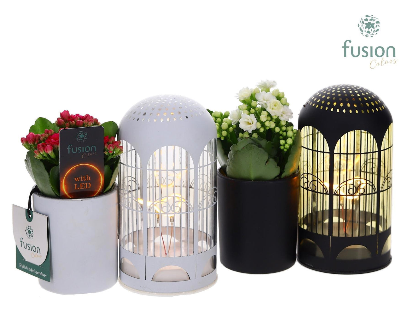 Fusioncolors BV Zinken LED Lichtbal Vogels glazen planter met Kalanchoe Pack of 6