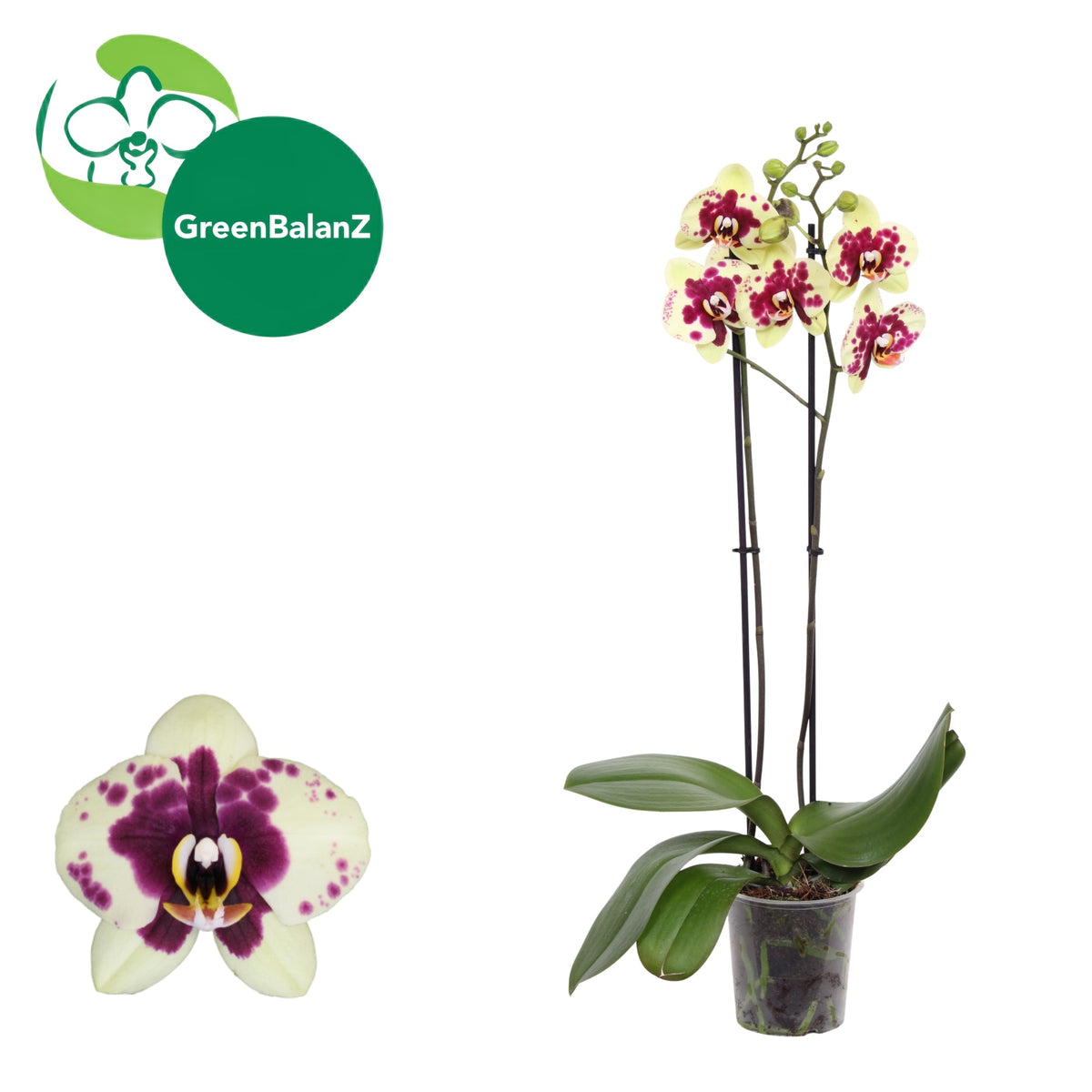 Phalaenopsis Amadora 50cm 12cm Pot