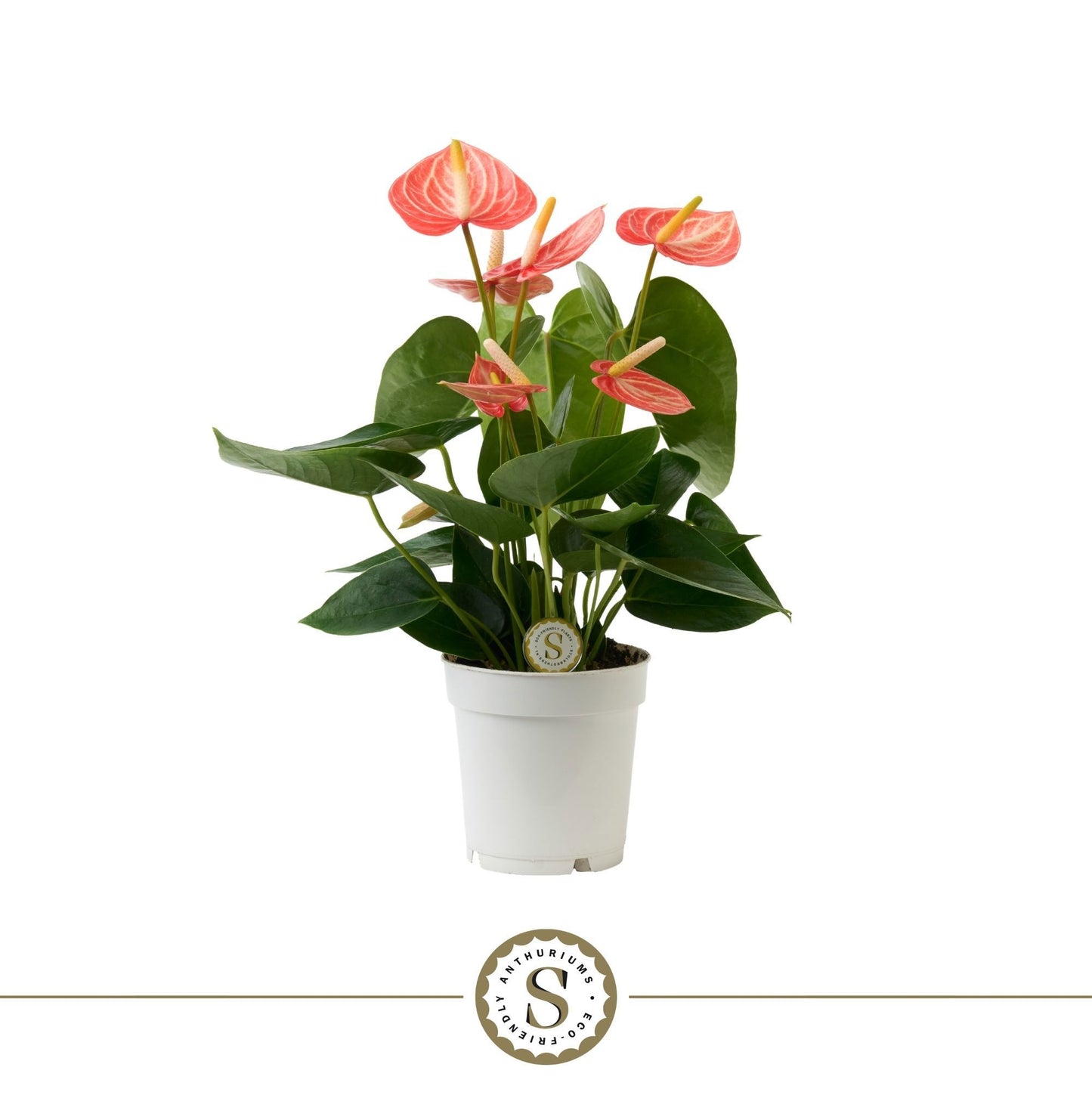 Anthurium Livium Orange 30cm 9cm Pot