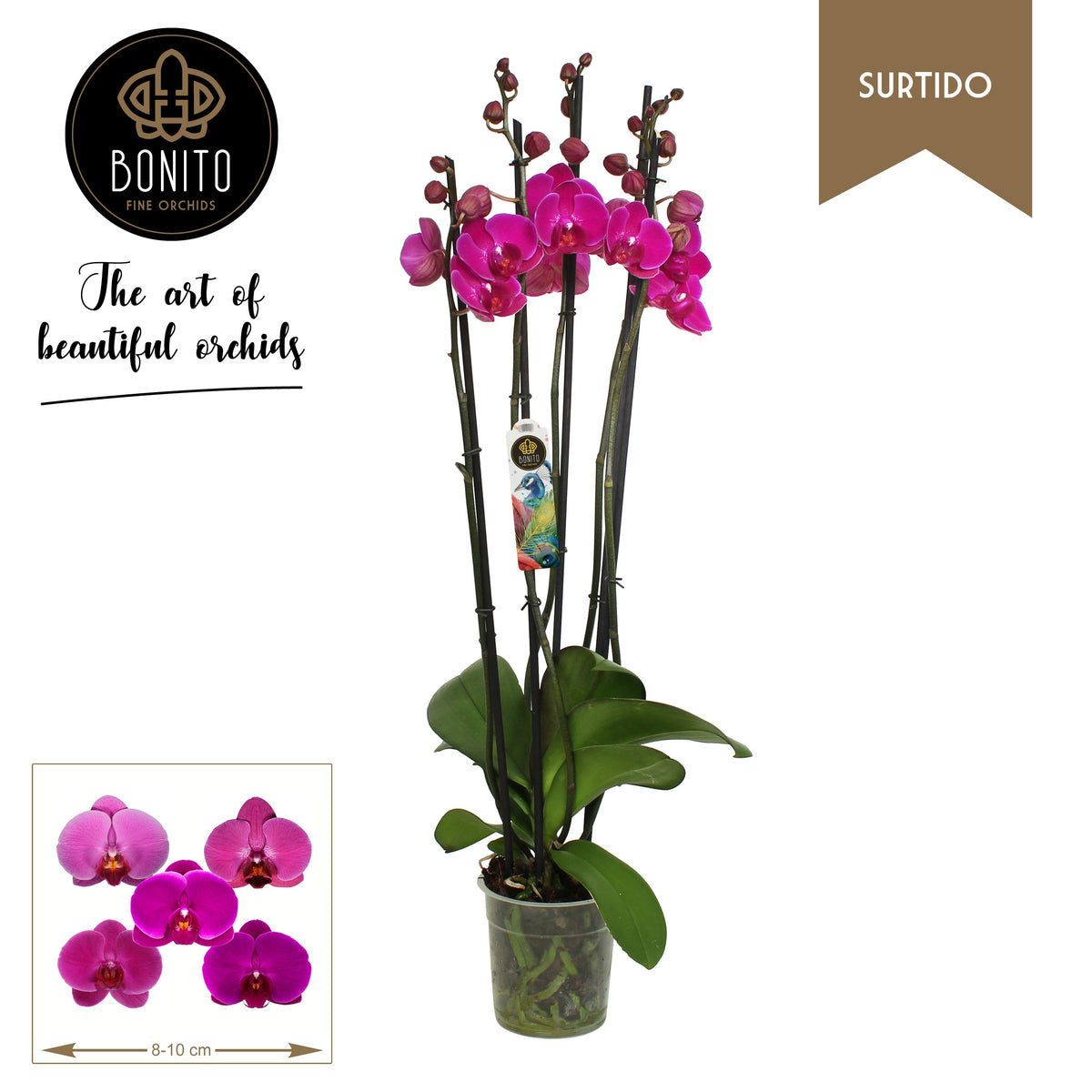 Phalaenopsis purple 60cm 12cm Pot