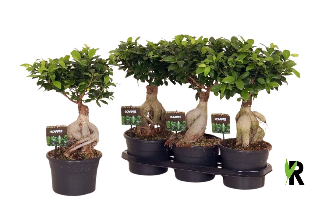 Ficus Ginseng 45cm 19cm Pot