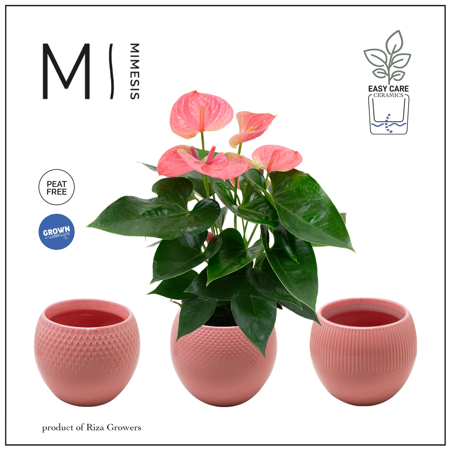 Anthurium Karma Pink 40cm 12cm Pot