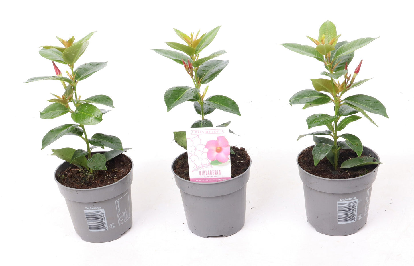 Mandevilla Rio Pink 25cm 510cm Pot