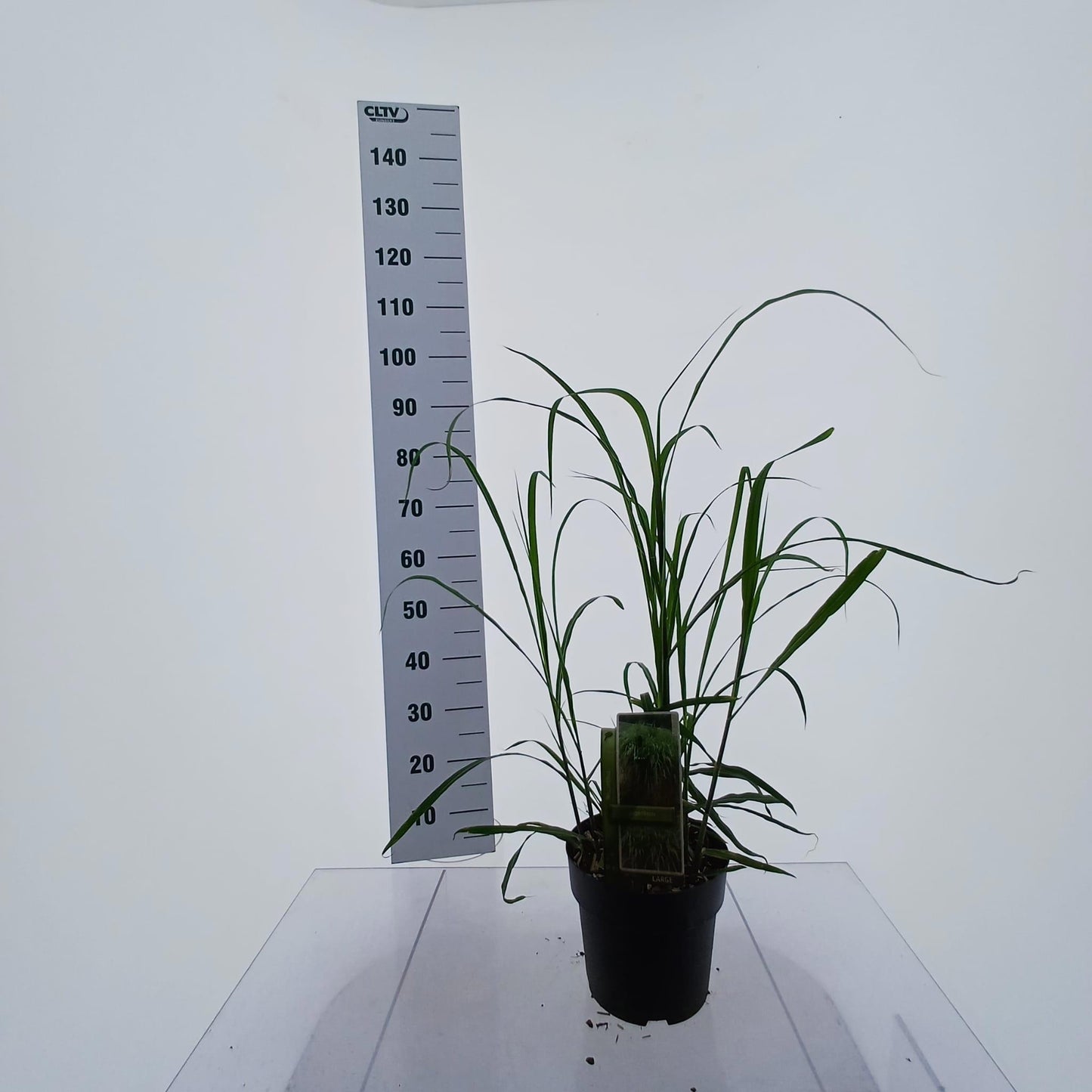 Miscanthus giganteus 85cm 23cm Pot