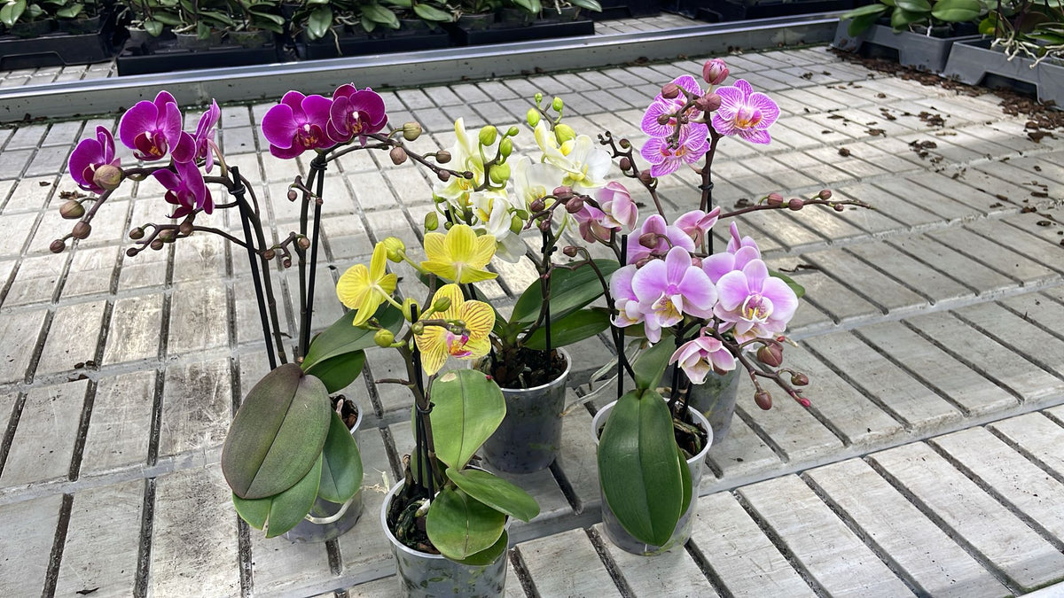 Phalaenopsis mix 30cm 9cm Pot