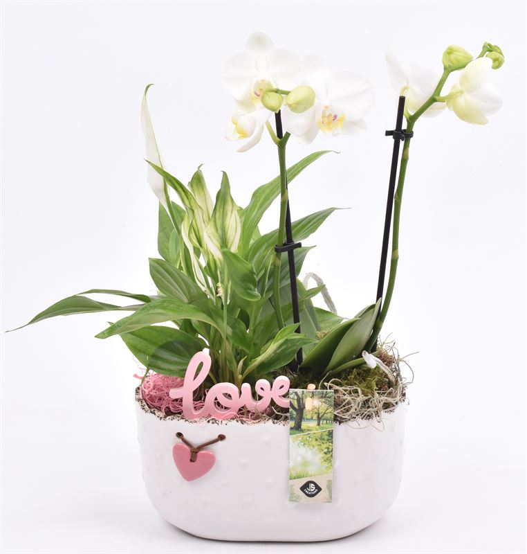 arr. Phalaenopsis 20cm Pot