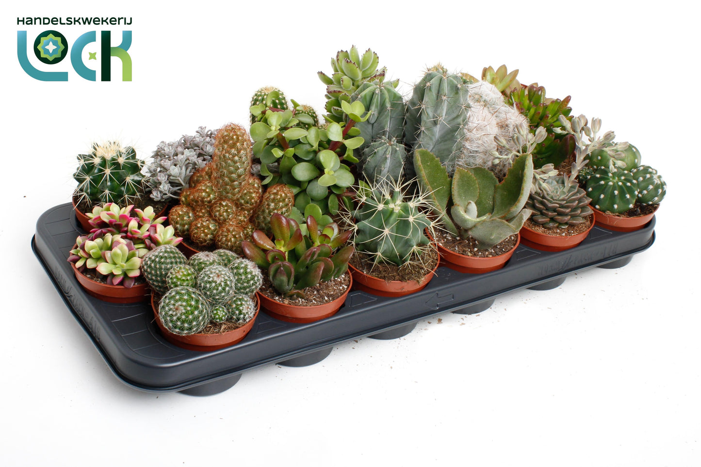 Succulenten Cactus Mix 15cm Special Pot (508)