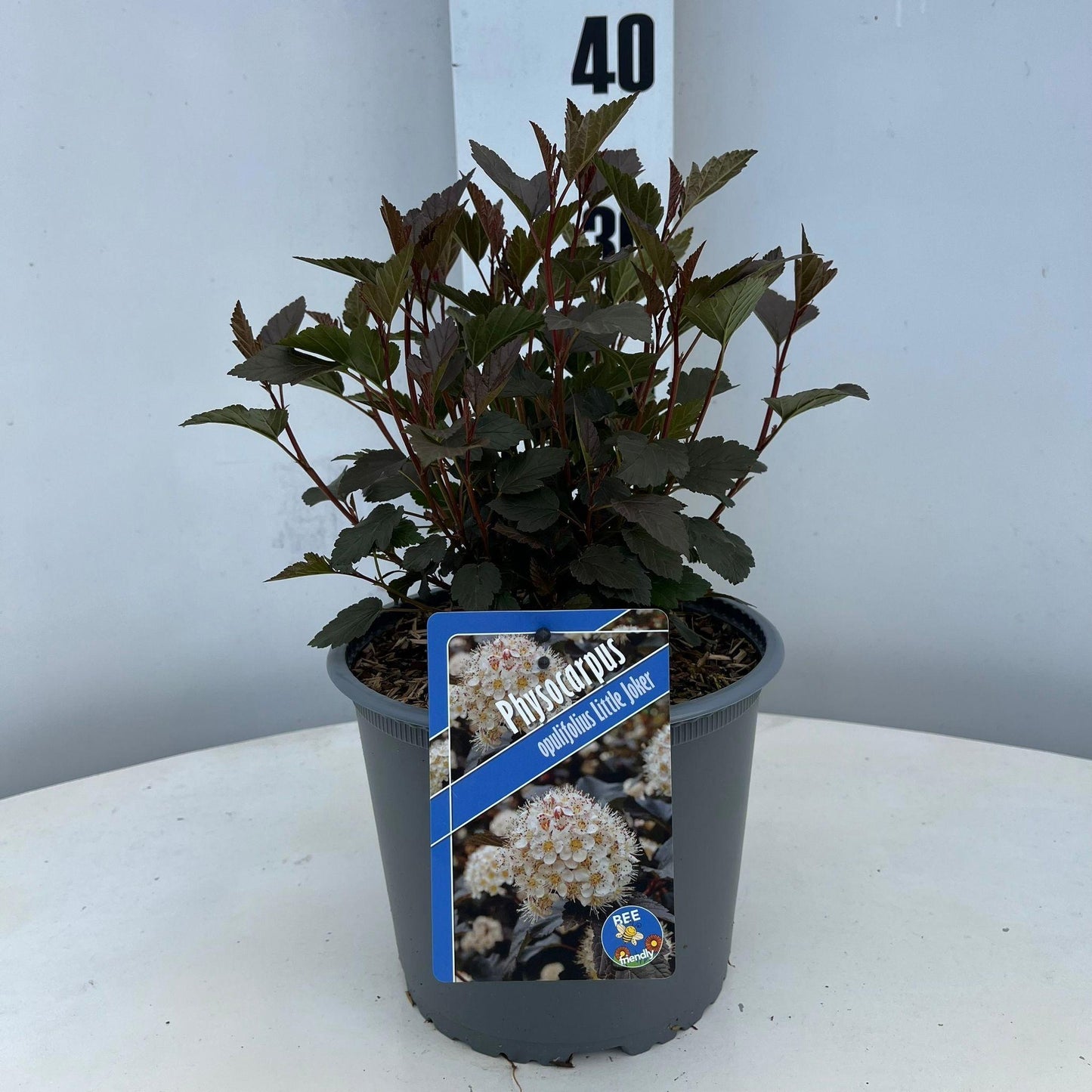 Physocarpus opu. Little Joker 35cm 19cm Pot