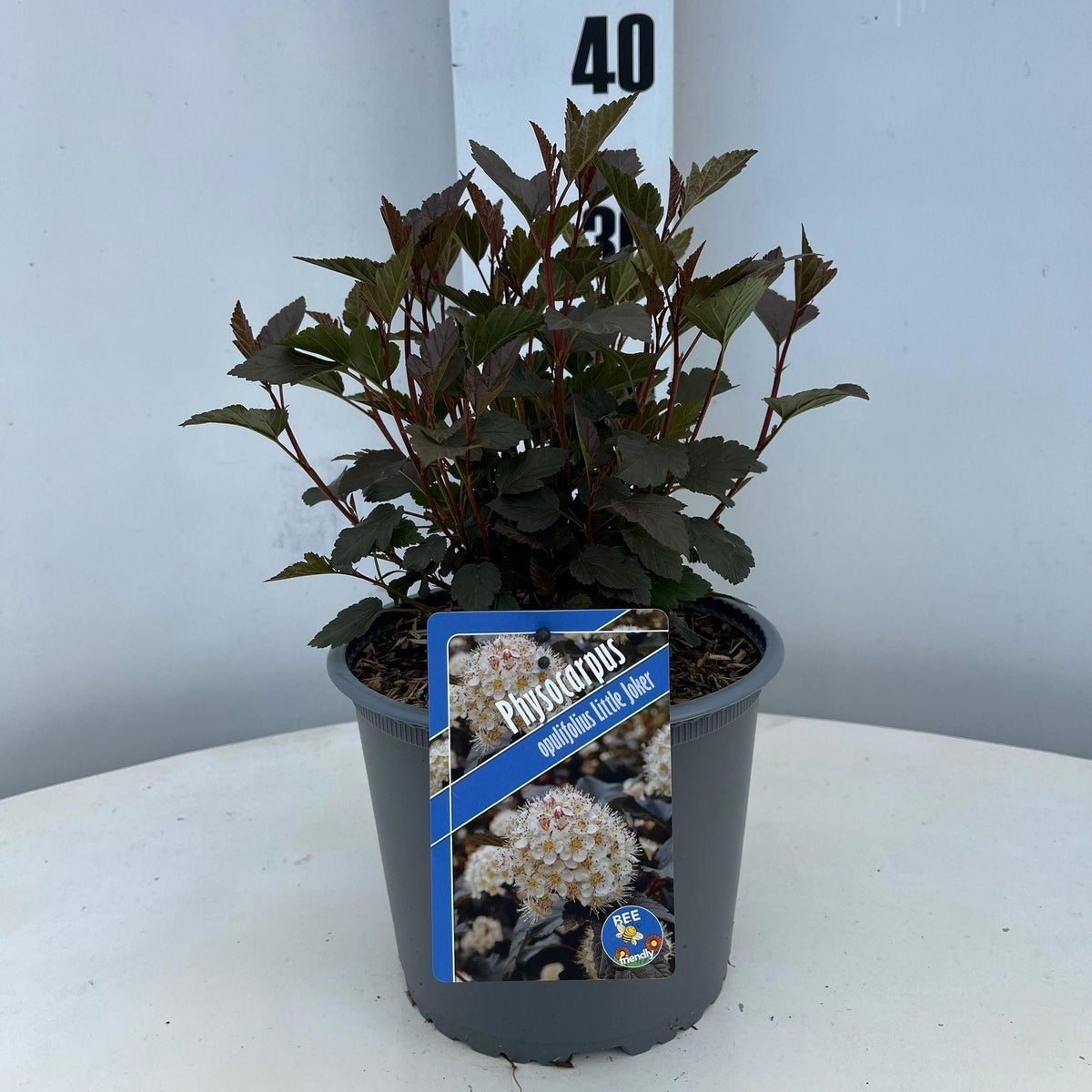 Physocarpus opu. Little Joker 35cm 19cm Pot