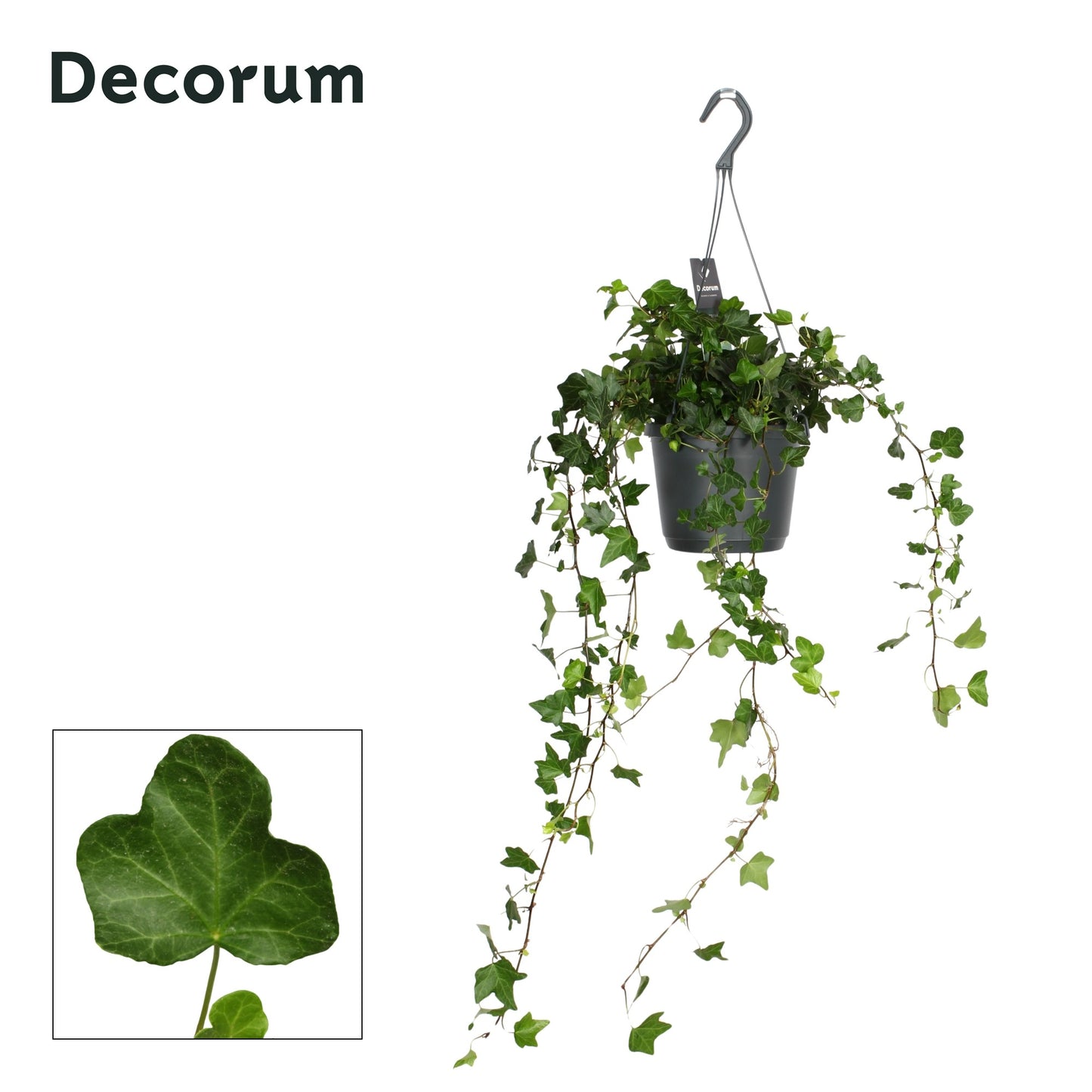 Hedera helix Wonder 17cm Pot