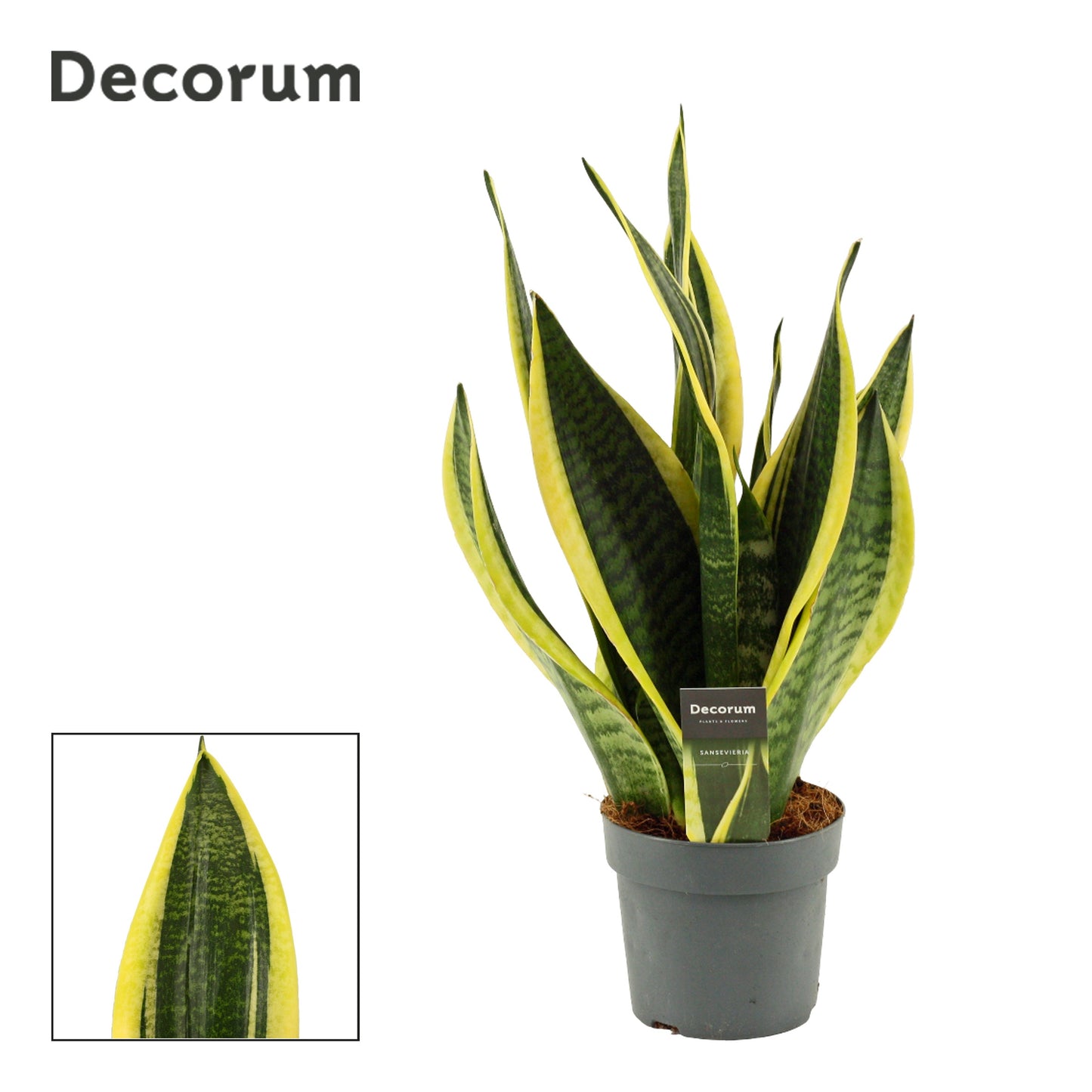 Sansevieria Futura Superba 40cm 14cm Pot