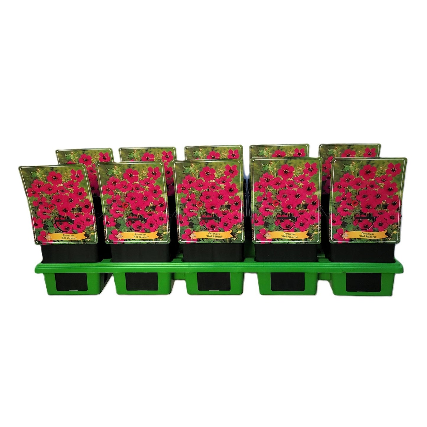 Geranium Azure Rush 25cm 11cm Pot