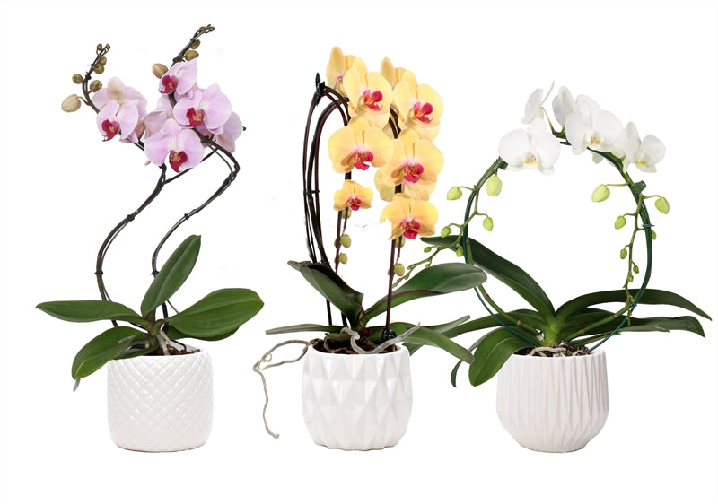 Phalaenopsis mix 45cm 12cm Pot
