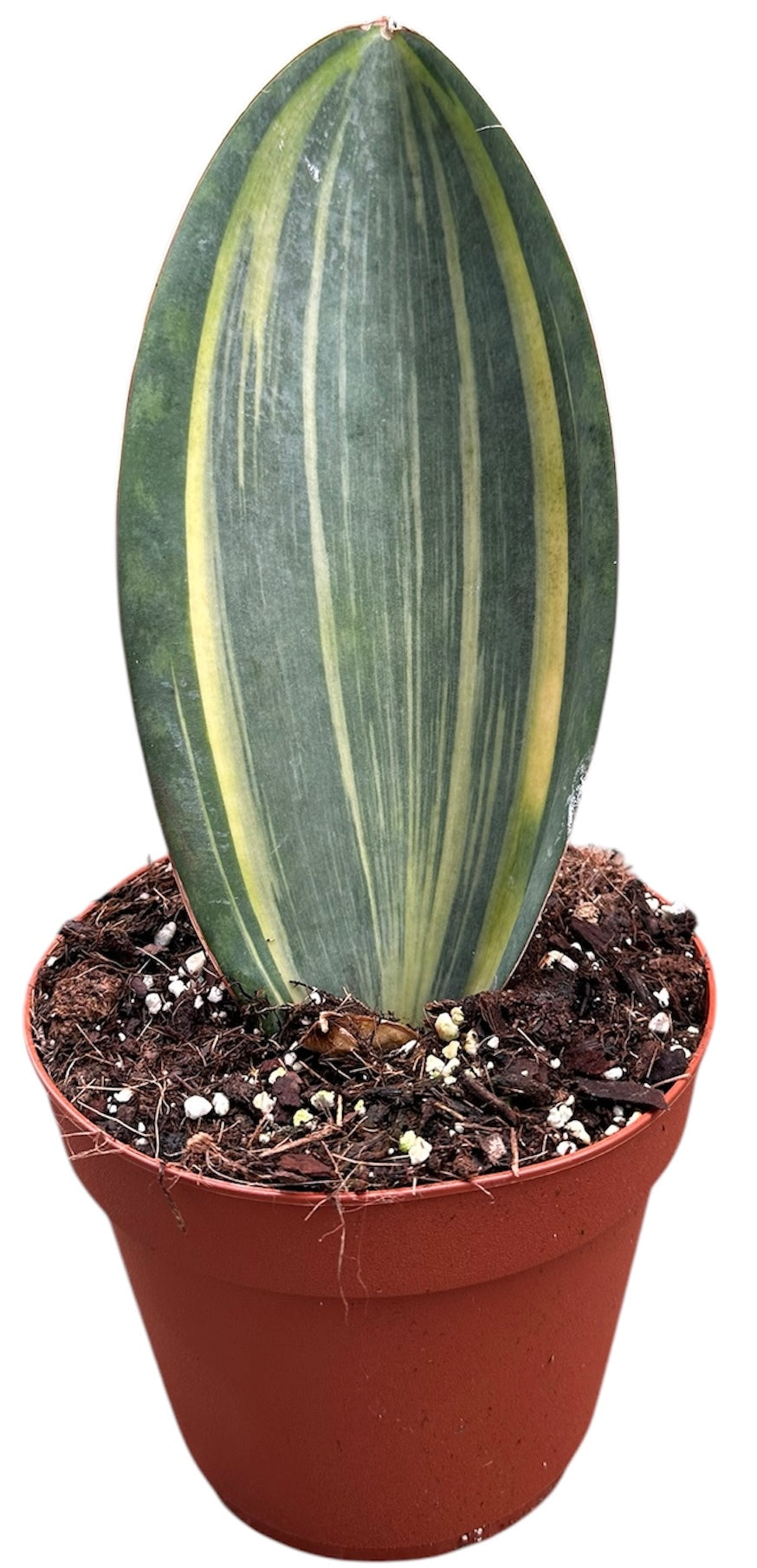Sansevieria 20cm 14cm Pot