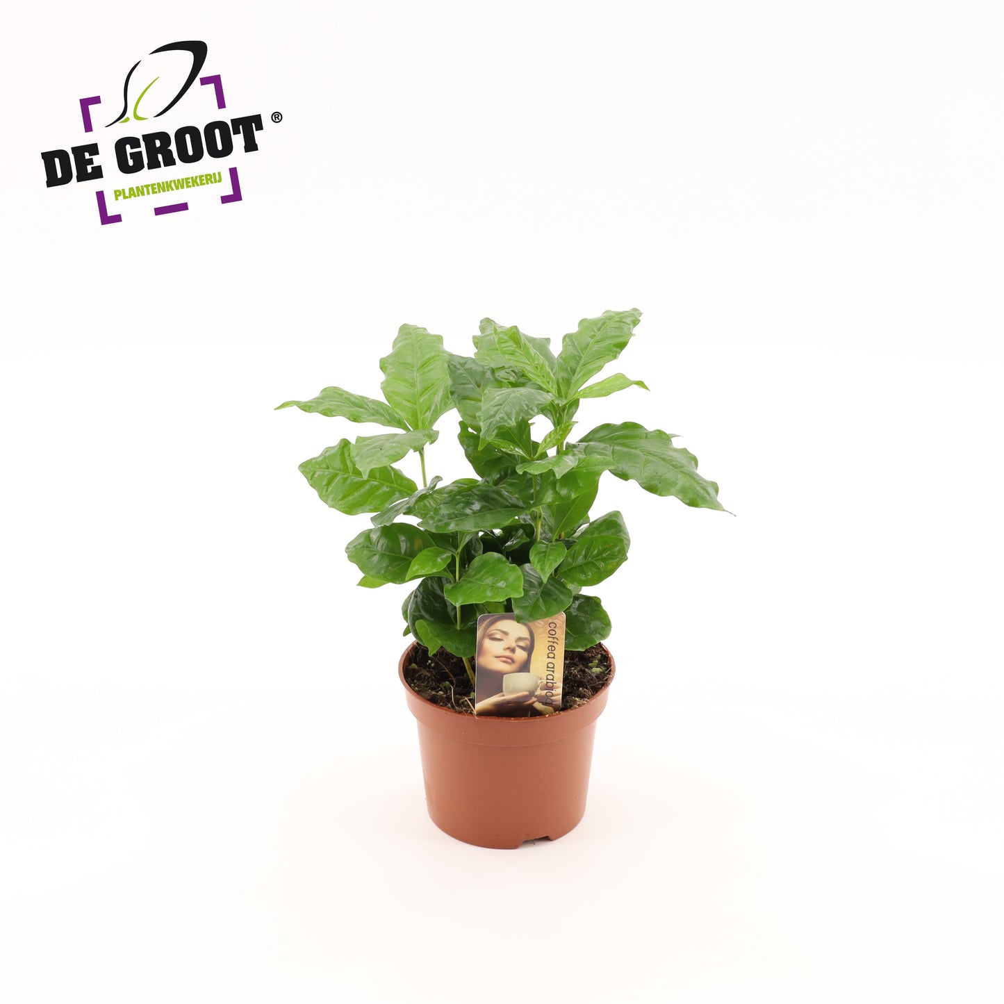 Groot BV, Kwekery J. de Coffea arabica Pack of 6