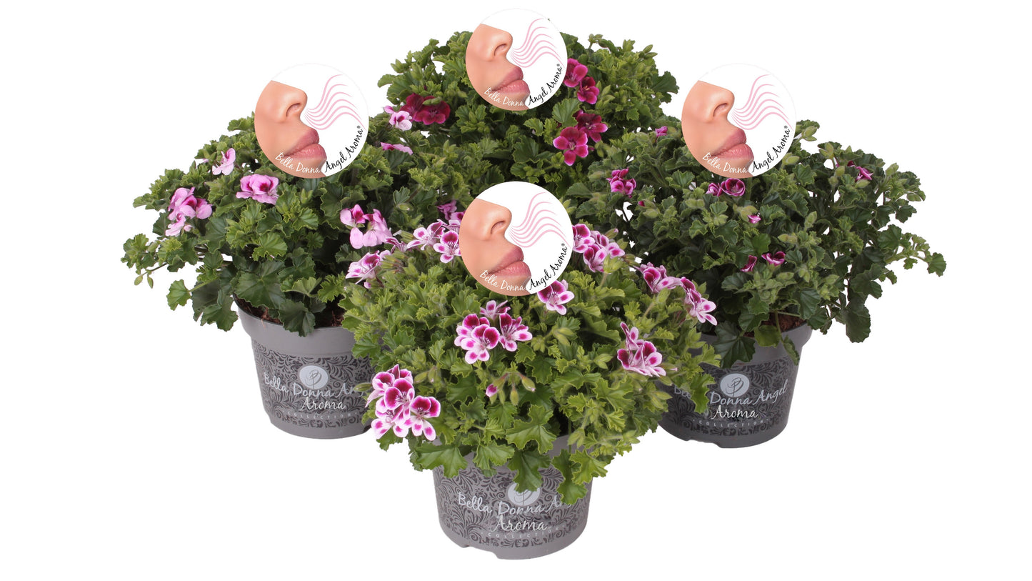 Pelarg. gr. Angel Aroma mix 25cm 12cm Pot
