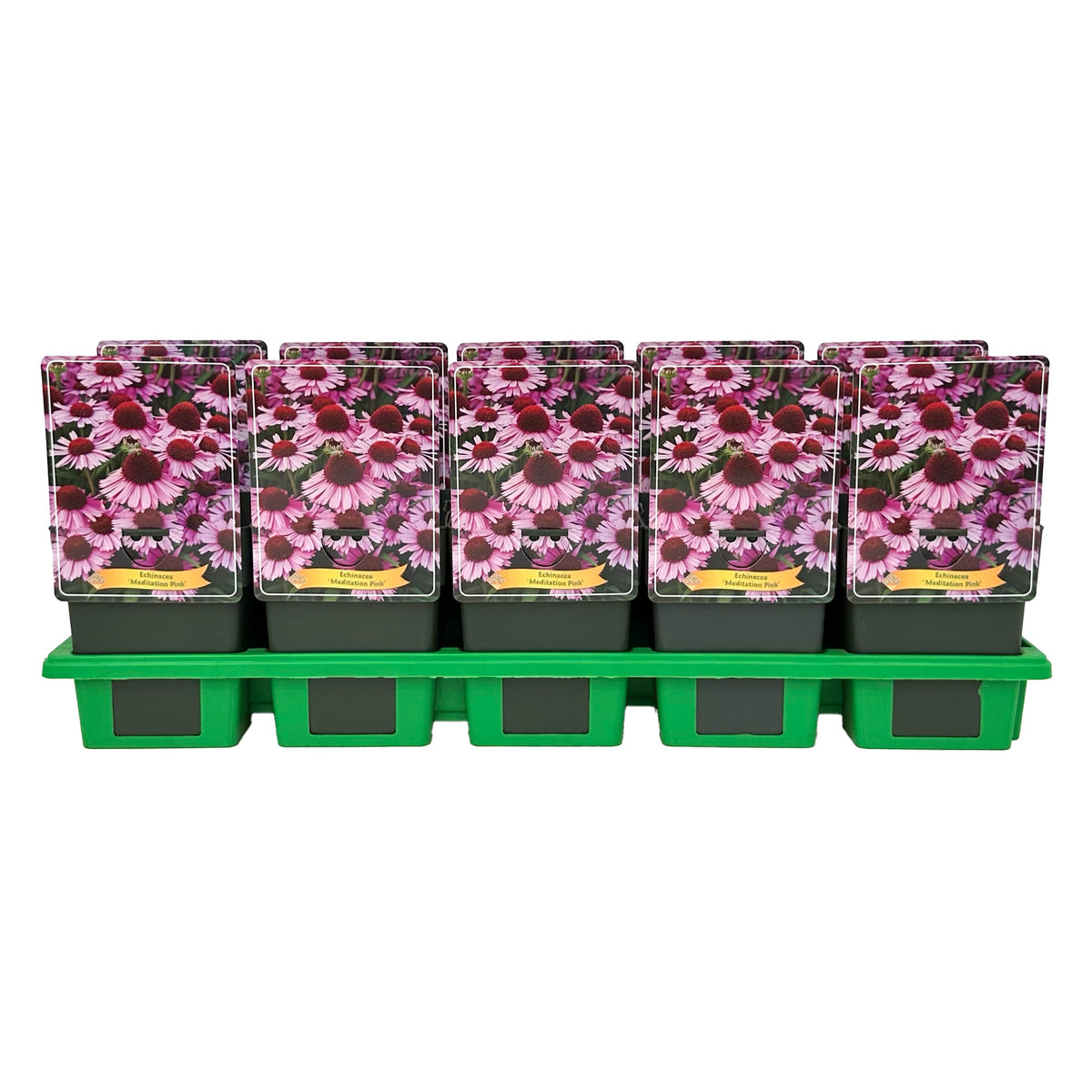 Echinacea hybrid 25cm 11cm Pot