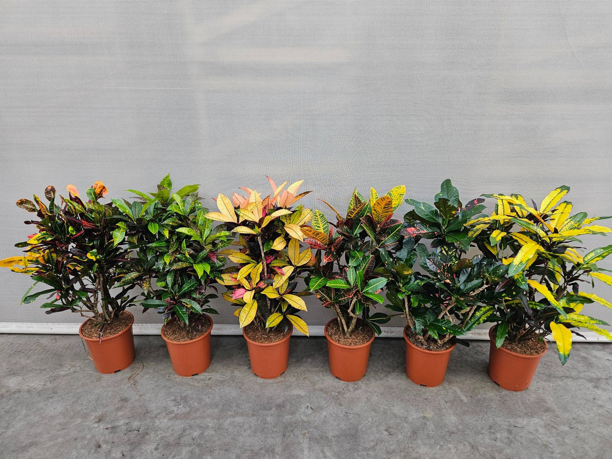 Codiaeum mix 110cm 27cm Pot