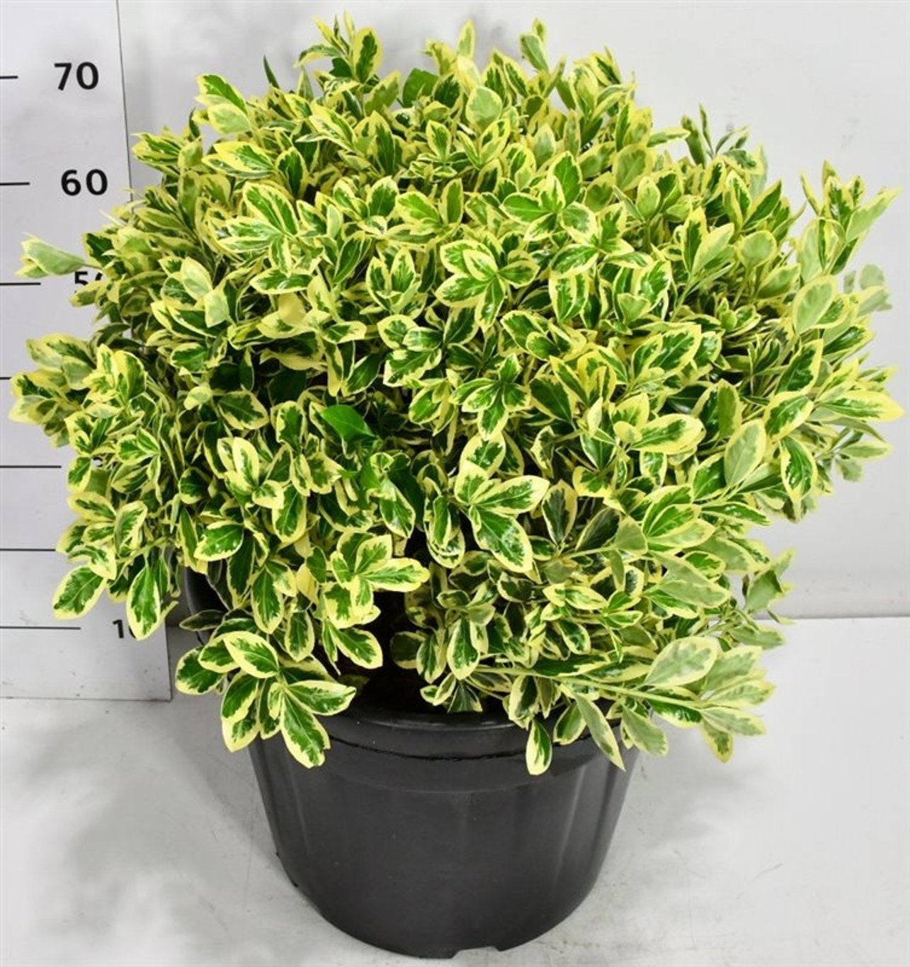 Bloemenkampen BV, Hkw. de Euonymus Bravo Pack of 1