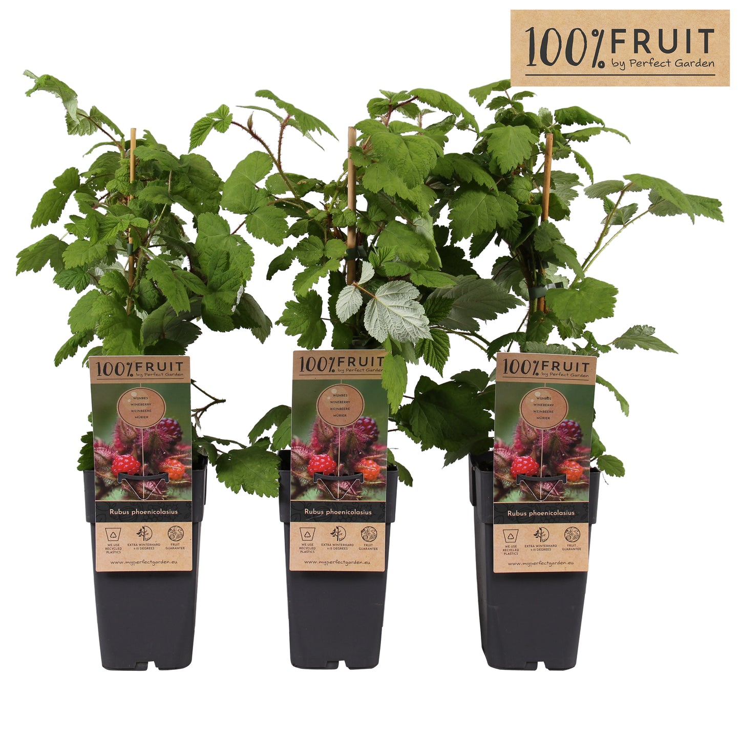 rubus-phoenicolasius-japenese-wineberry-65cm-15cm-pot