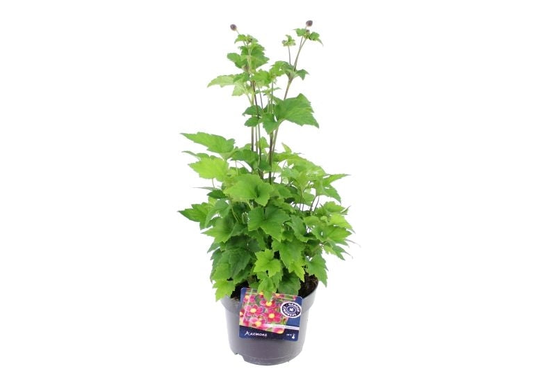 Anemone hup. Splendens 45cm 17cm Pot