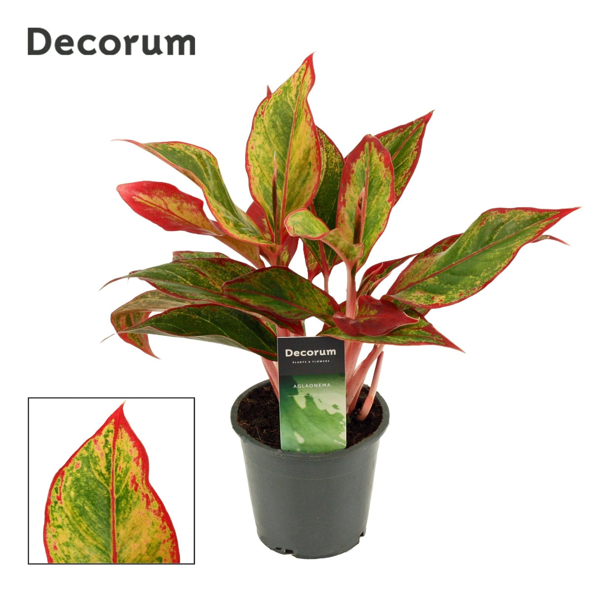Aglaonema Hybrid 30cm 12cm Pot