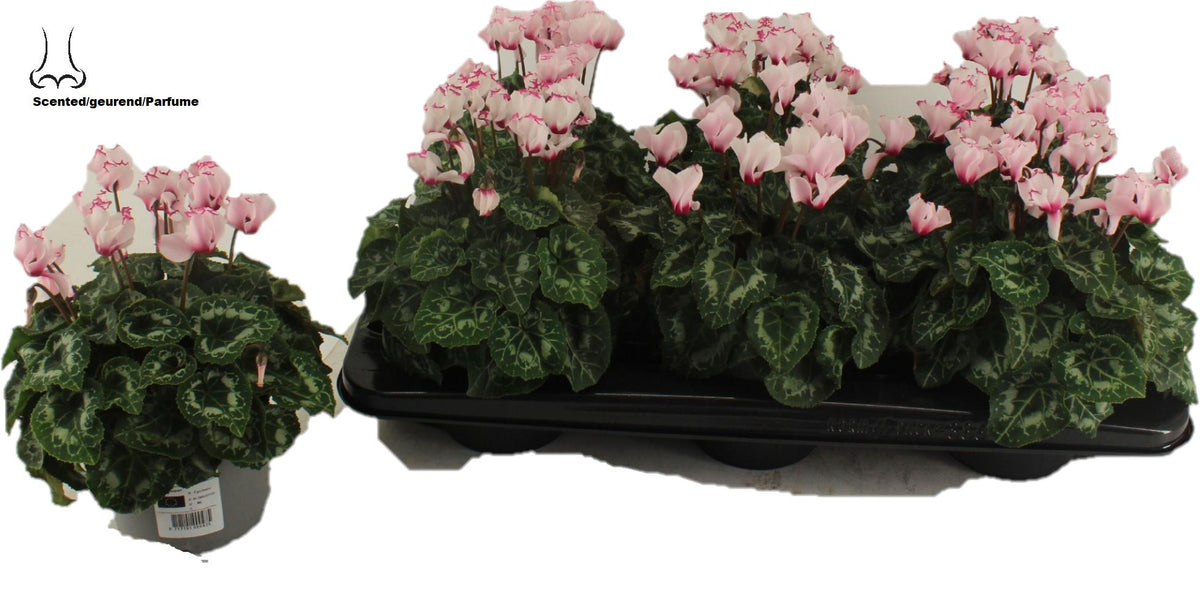 Cyclamen Absolu De Morel 27cm 13cm Pot