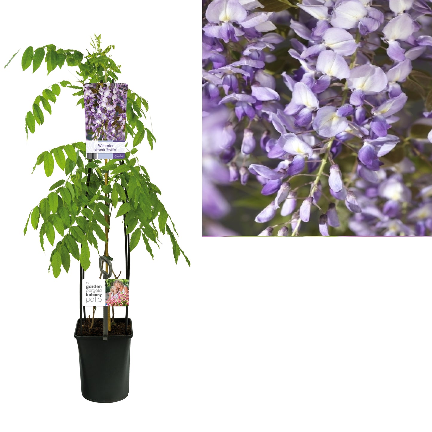 Wisteria Prolific 115cm 23cm Pot