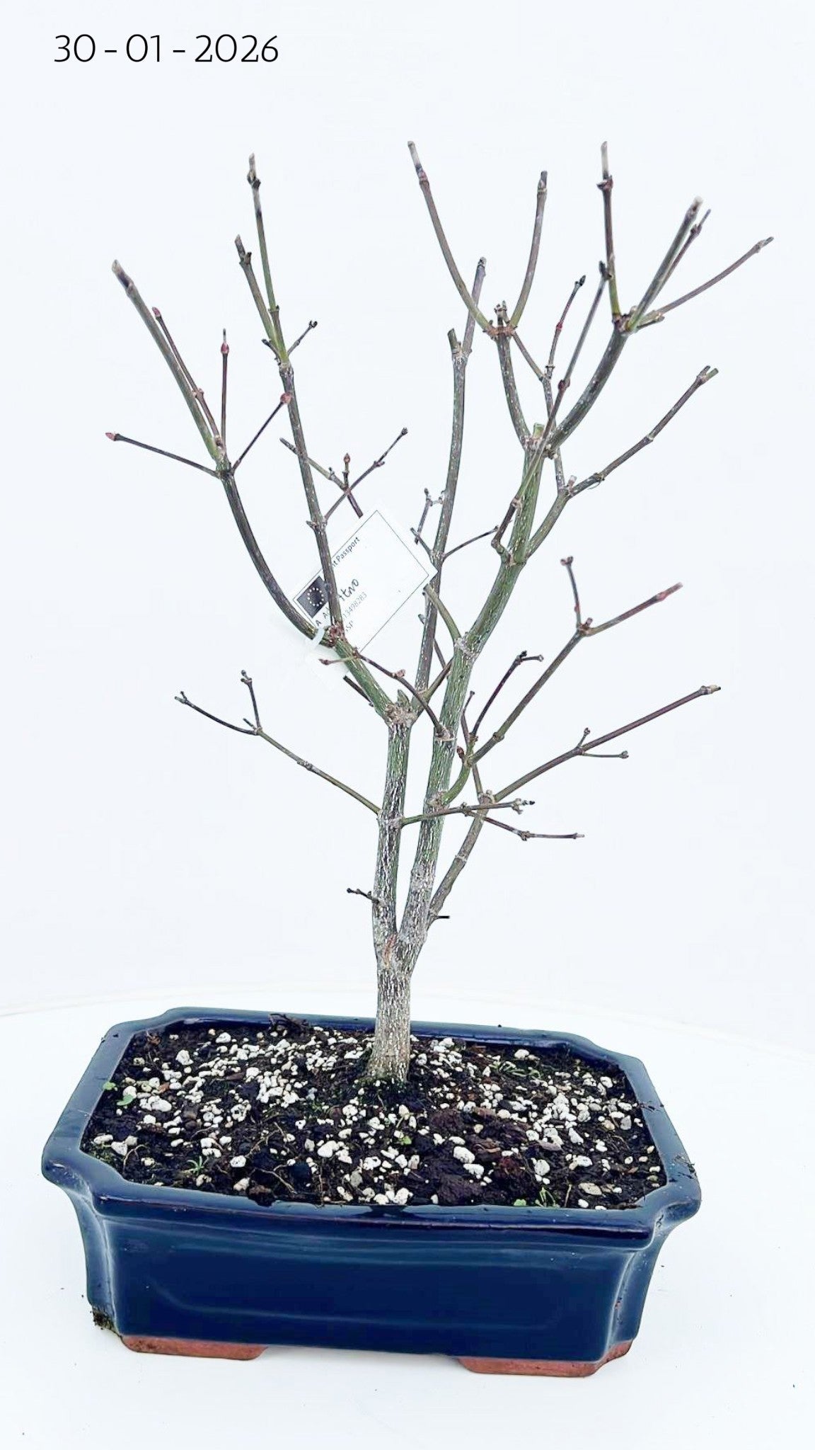 Acer Seiryu 40cm 23cm Pot