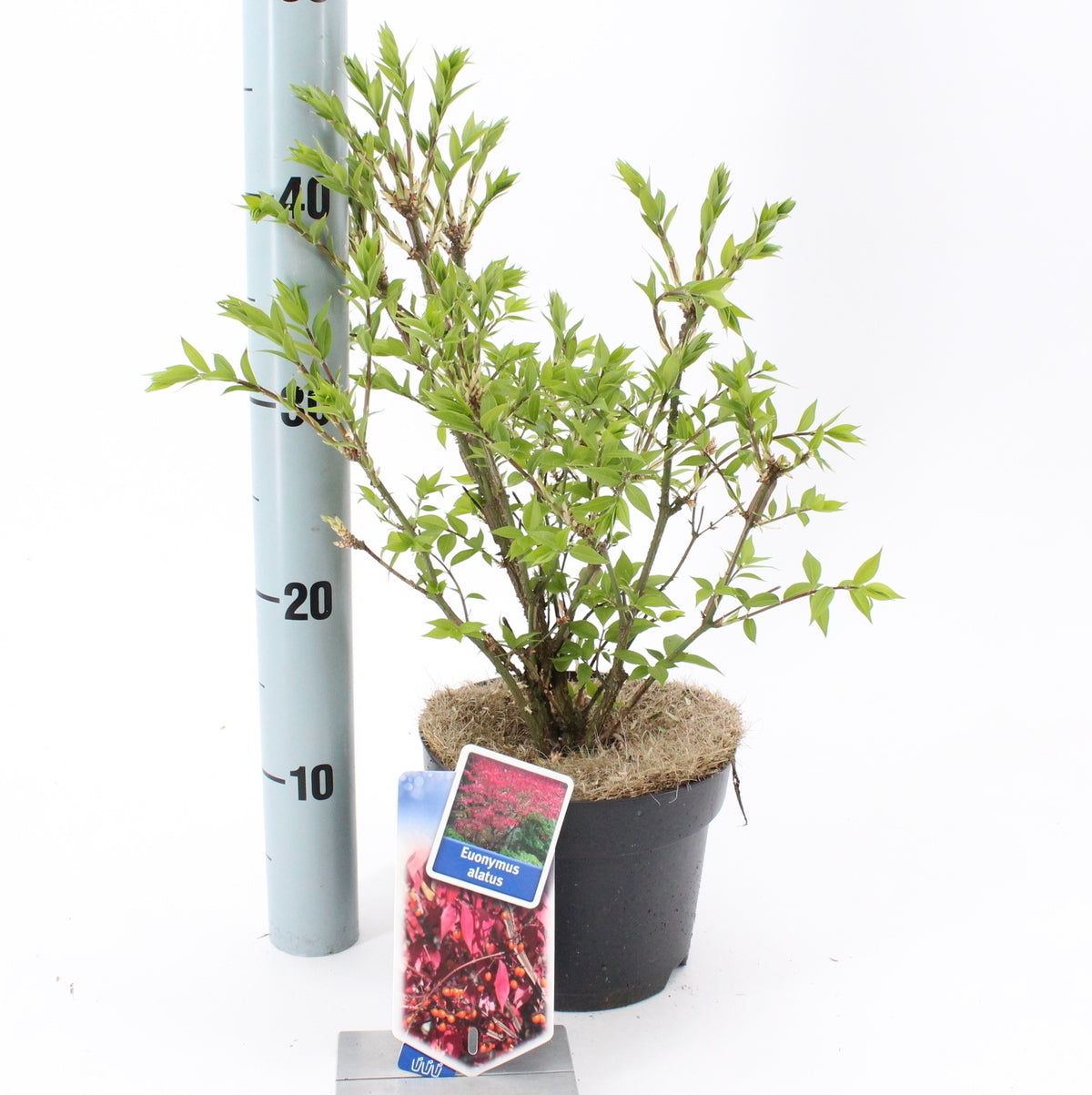 Euonymus alatus 40cm 17cm Pot