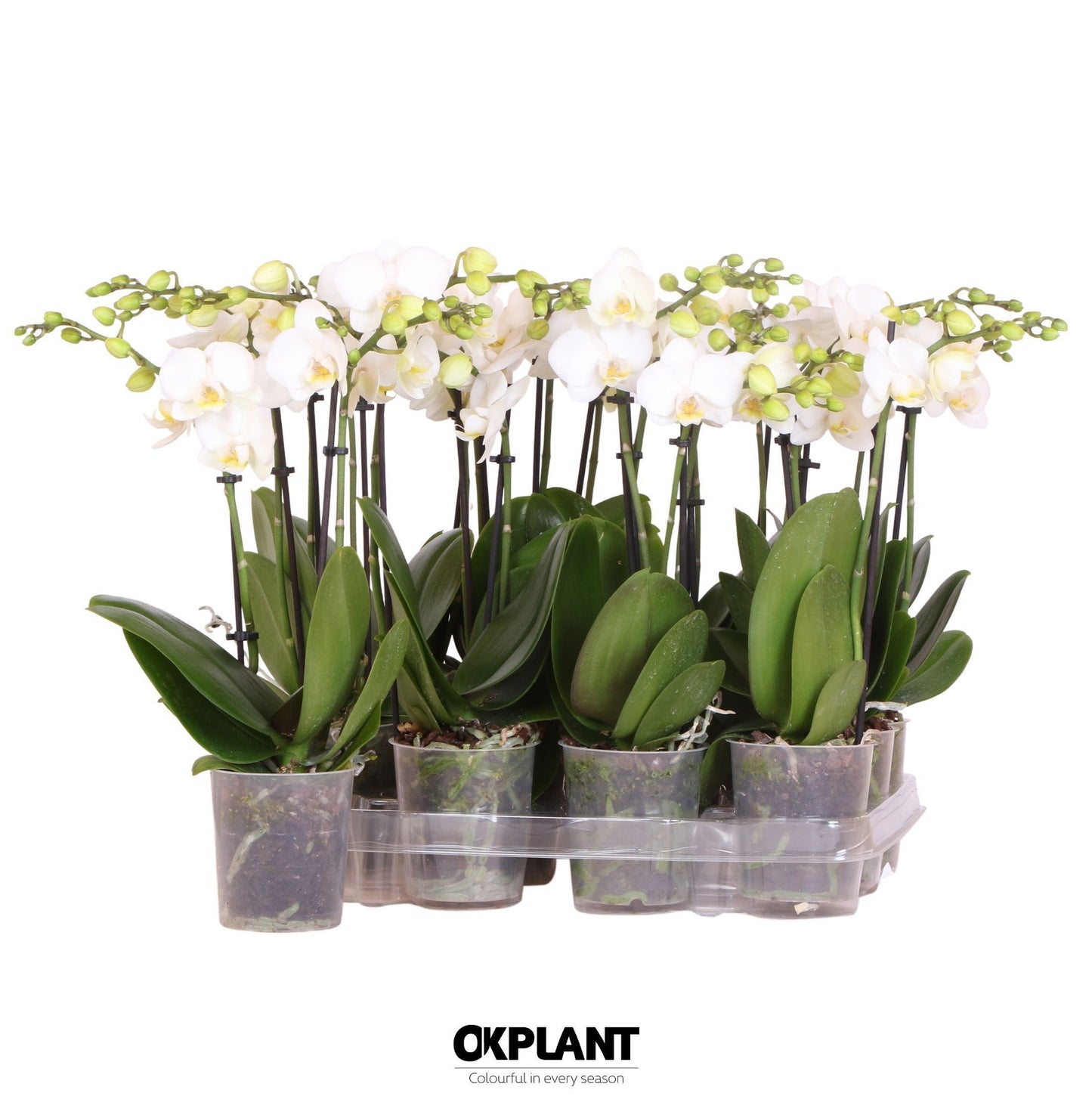 Phalaenopsis multiflora white 40cm 9cm Pot